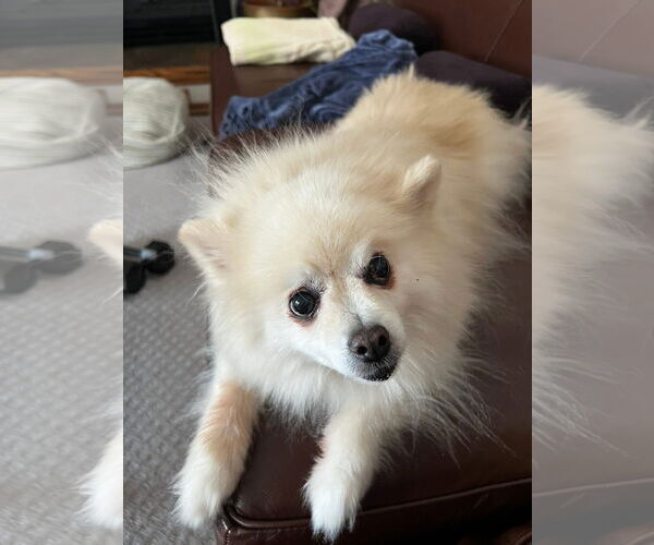 Medium Photo #1 Pomeranian Puppy For Sale in St. Louis Park, MN, USA