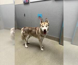 Siberian Husky-Unknown Mix Dogs for adoption in Las Vegas, NV, USA