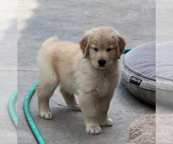 Medium Photo #1 Golden Retriever Puppy For Sale in ROCKLIN, CA, USA