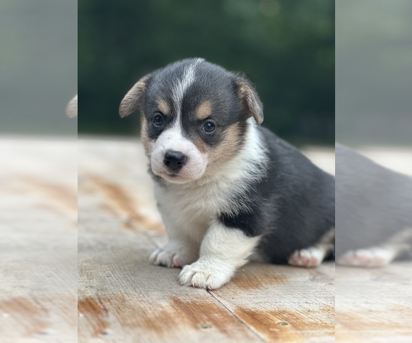 Medium Photo #1 Pembroke Welsh Corgi Puppy For Sale in ROLLA, MO, USA