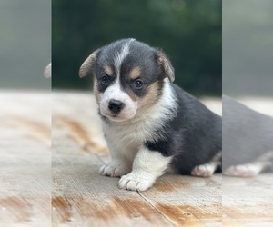 Pembroke Welsh Corgi Puppy for sale in ROLLA, MO, USA