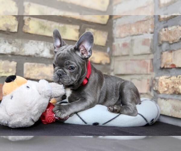 Medium Photo #4 French Bulldog Puppy For Sale in ERIAL, NJ, USA
