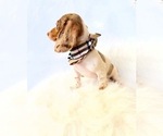 Small #2 Dachshund