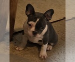 Small #3 Faux Frenchbo Bulldog