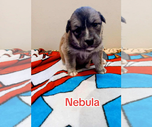 Medium Photo #10 Border Collie Puppy For Sale in Holly Springs, NC, USA