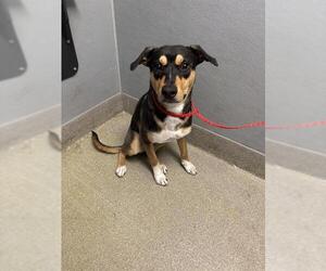 German Shepherd Dog-Unknown Mix Dogs for adoption in Las Vegas, NV, USA