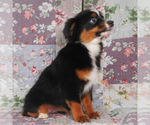 Small #4 Miniature Australian Shepherd