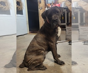 Mother of the Cane Corso puppies born on 11/15/2023