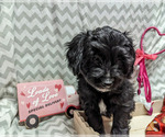 Small Photo #16 Bernedoodle (Miniature) Puppy For Sale in SPARTA, MO, USA