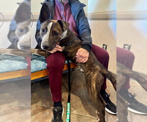 Stripe - Male Mutt Dog for Adoption - Photo #8