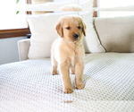 Small Photo #3 Golden Retriever Puppy For Sale in BOSWELL, IN, USA