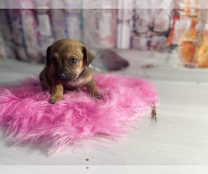Chiweenie Puppy for sale in KINSTON, NC, USA