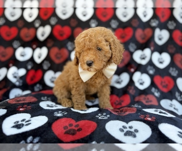 Medium Photo #7 Cavapoo (Miniature) Puppy For Sale in LAKELAND, FL, USA
