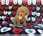 Small #6 Cavapoo (Miniature)