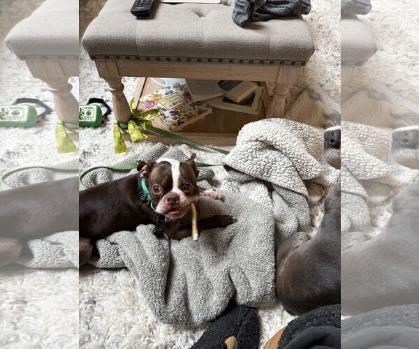 Medium Photo #1 Boston Terrier Puppy For Sale in Davis, CA, USA