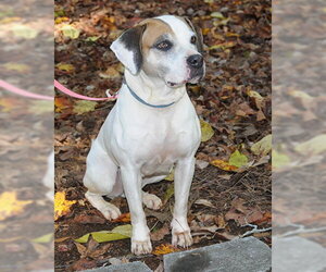 Bailey - Female Mutt Dog for Adoption - Photo #4