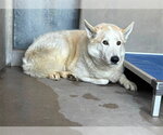Small #1 Siberian Husky