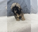 Small Photo #13 Shih Tzu Puppy For Sale in SAINT AUGUSTINE, FL, USA