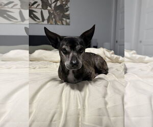 Chihuahua-Unknown Mix Dogs for adoption in Boise, ID, USA