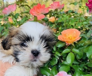 Shih Tzu Puppy for Sale in SMITHVILLE, Texas USA