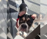 Small #4 Bulldog Mix