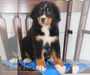 Bernese Mountain Dog Puppy for sale in FREDERICKSBG, OH, USA
