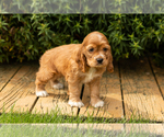Small Photo #9 Cocker Spaniel Puppy For Sale in NAPPANEE, IN, USA
