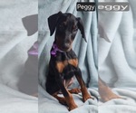 Small #1 Doberman Pinscher