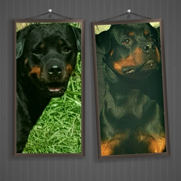 Medium Photo #1 Rottweiler Puppy For Sale in MIAMI, FL, USA