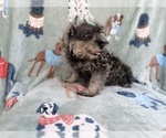 Small #7 Schnauzer (Miniature)