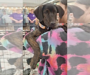 Mutt Dogs for adoption in Tarrytown, GA, USA