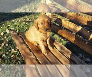 Golden Retriever Puppy for sale in LEON, KS, USA