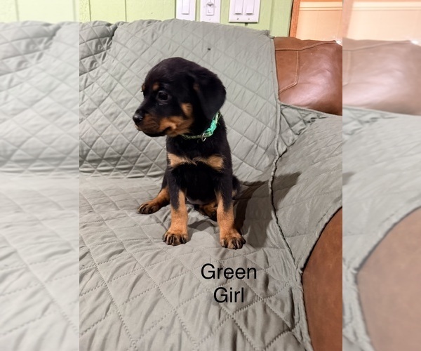 Medium Photo #8 Rottweiler Puppy For Sale in DANVILLE, IL, USA