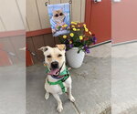 Small Labrador Retriever Mix