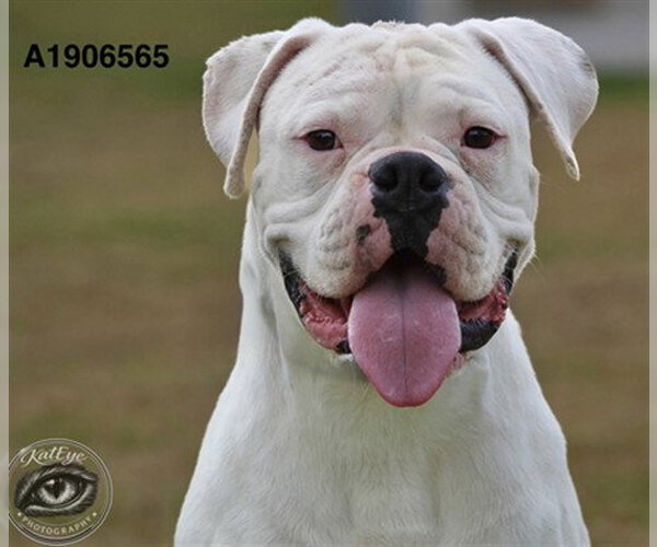 Medium Photo #1 Boxer Puppy For Sale in Riverside, CA, USA