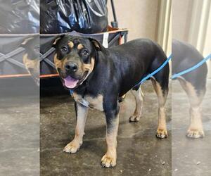 Wally-$75 Adoption Fee! Diamond Dog! - Male Rottweiler-Unknown Mix Dog for Adoption - Photo #4
