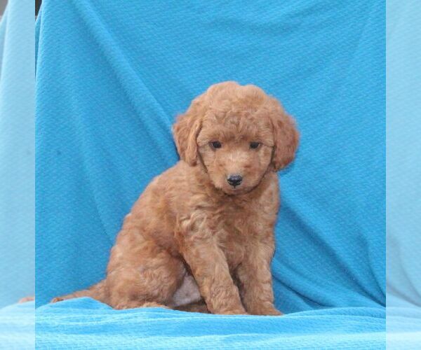 Medium Photo #1 Goldendoodle (Miniature) Puppy For Sale in AIRVILLE, PA, USA