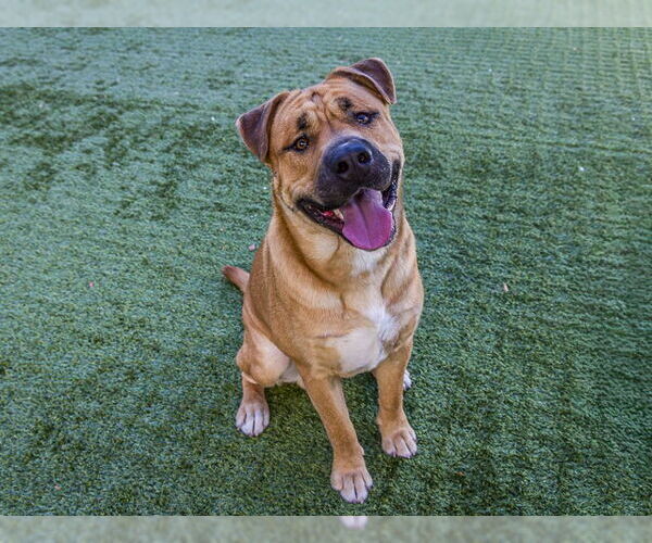 Medium Photo #2 Labrador Retriever Puppy For Sale in Pasadena, CA, USA