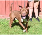 Small #5 Labrador Retriever Mix