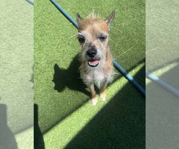 Medium Photo #4 Mutt Puppy For Sale in Tempe , AZ, USA