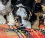 Puppy Heath Yorkshire Terrier