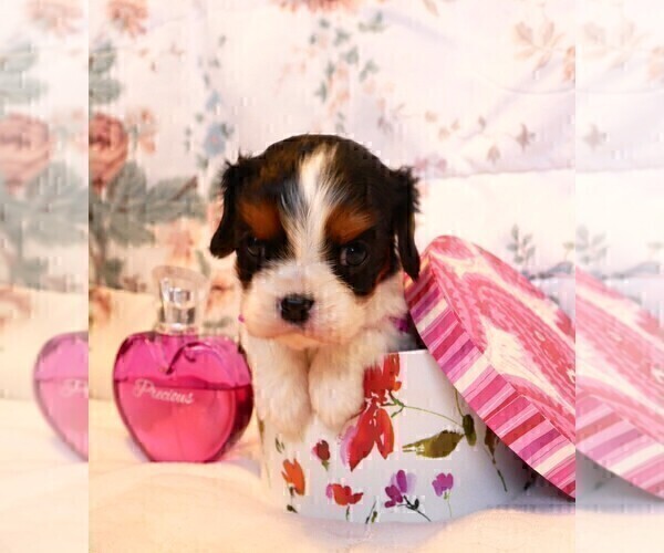 Medium Photo #2 Cavalier King Charles Spaniel Puppy For Sale in MARCELLUS, MI, USA