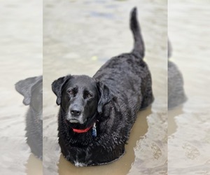 Mutt Dogs for adoption in Cuba, NY, USA