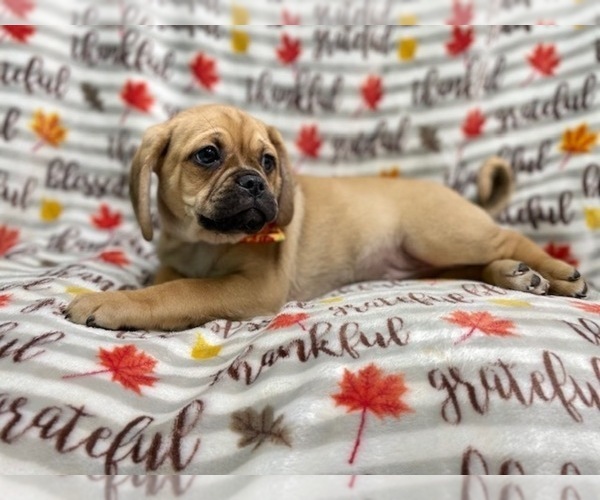 Medium Photo #11 Puggle Puppy For Sale in LAKELAND, FL, USA