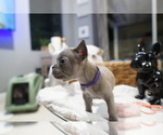 Small #2 French Bulldog