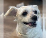 Small #4 Maltese Mix