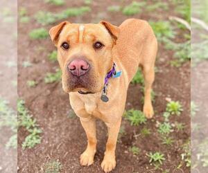 Chinese Shar-Pei-Unknown Mix Dogs for adoption in Aurora, CO, USA
