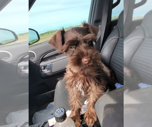 Medium Photo #5 Schnauzer (Miniature) Puppy For Sale in ROGERS, AR, USA