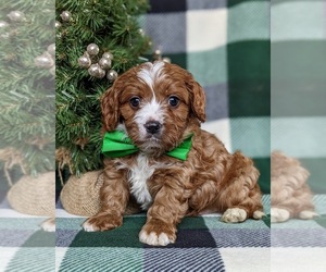 Cavapoo Puppy for sale in NEW PROVIDENCE, PA, USA