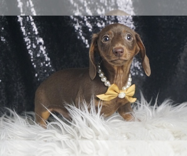 Medium Photo #4 Dachshund Puppy For Sale in WARSAW, IN, USA